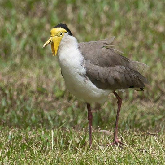 Vanellus miles (Masked Lapwing).jpg